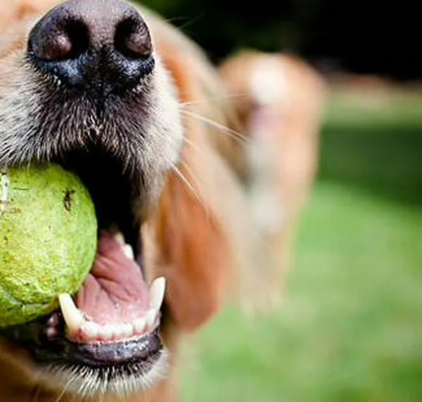 Perros “superdotados” aprenden nuevas palabras al oír a sus dueños, como niños pequeños