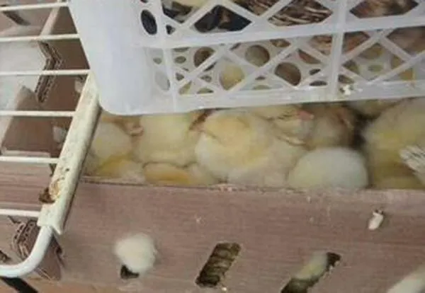 Rescatan más de 400 animales destinados a la venta ilegal en el centro de Bogotá