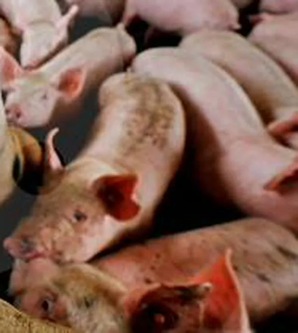 Así es la peste que tiene en alerta a la porcicultura colombiana