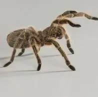 “Me mordían una y otra vez": mujer perdió dos dedos del pie por picaduras de arañas