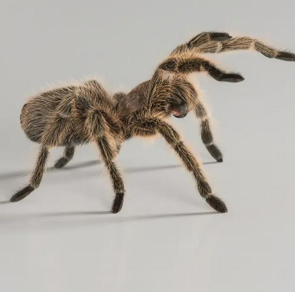 imagen principal home