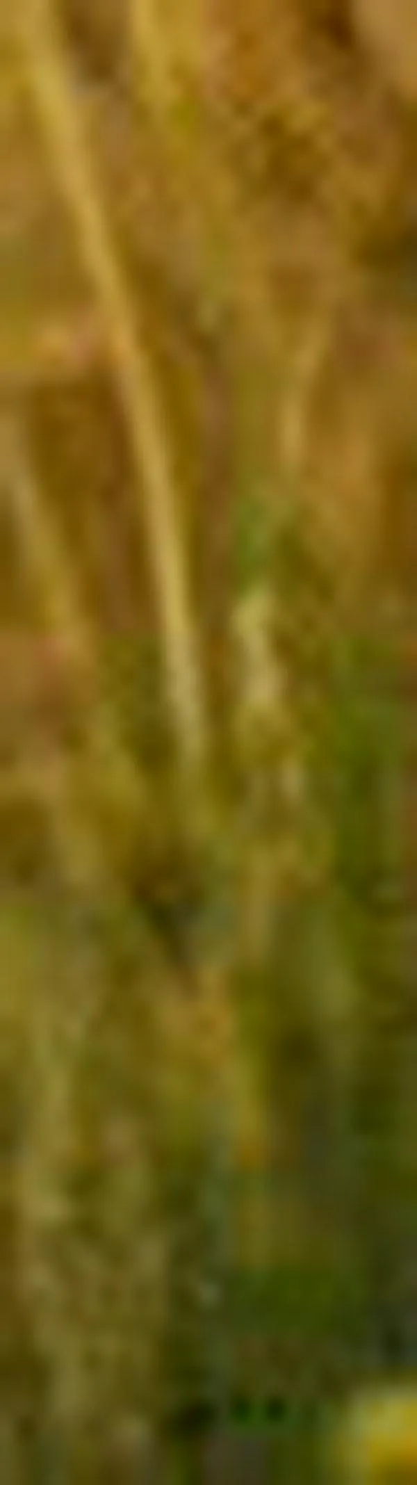 ¿Qué debes preparar para viajar con tu mascota?