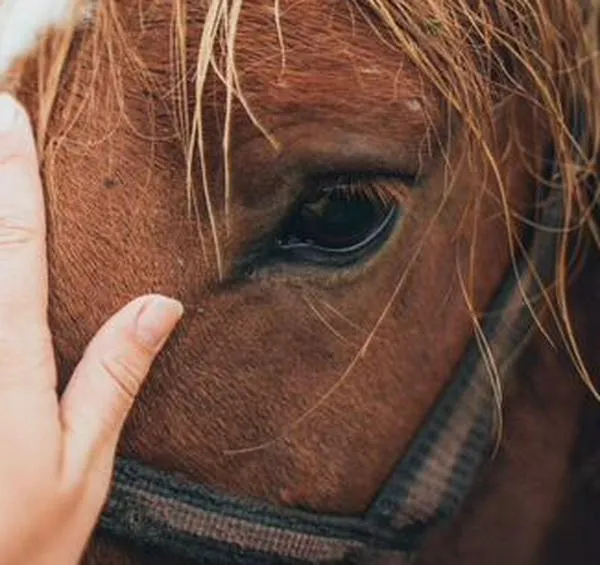 Los caballos, al parecer, podrían oler el miedo en las personas