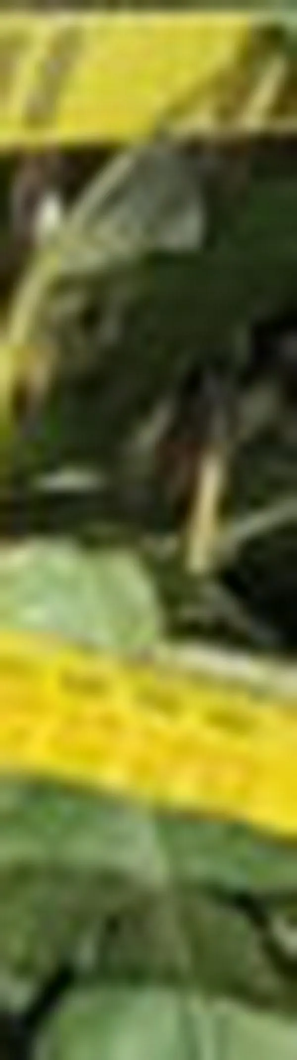 Ataque armado en Palmira deja un muerto y un herido cuando reclaman el cuerpo de víctima en Villagorgona