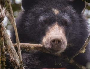 imagen nota inferior