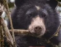Oso andino recién avistado en cuenca alta del río Bogotá ¡Protejamos nuestras especies! 
