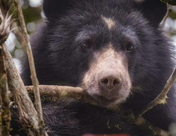 Oso andino recién avistado en cuenca alta del río Bogotá ¡Protejamos nuestras especies! 
