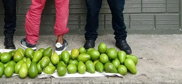 Manizales: salió de una finca con 50 kilos de aguacate que no eran suyos