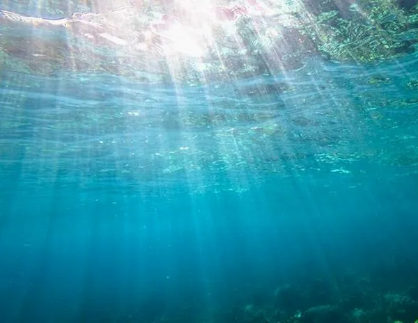 Entra en vigor el histórico Tratado de Alta Mar: "Las primeras áreas protegidas se esperan en 2028"