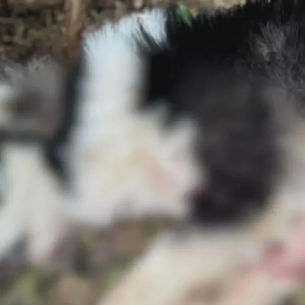 Condenan a tres hombres por casos de maltrato animal en Quindío, Valle y Magdalena