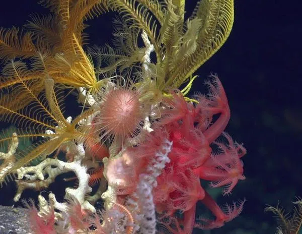 Tratado de Alta Mar: 8 sitios potenciales para crear nuevas áreas marinas protegidas