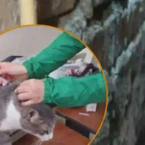 Rescatan a un gato atrapado entre dos viviendas en el barrio Granada de Armenia