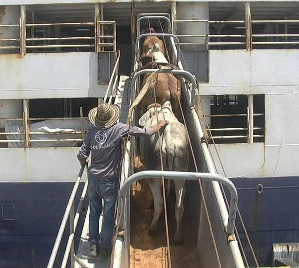 Exportaciones ganaderas de Colombia se acercan a los USD 400 millones en 2025