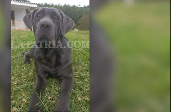 La atroz muerte de la perra Fiona: un nuevo caso de maltrato animal en Caldas que conmociona a la comunidad