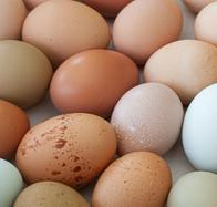 Venta de huevo barato en Colombia causa grandes perdidas: hay una crisis