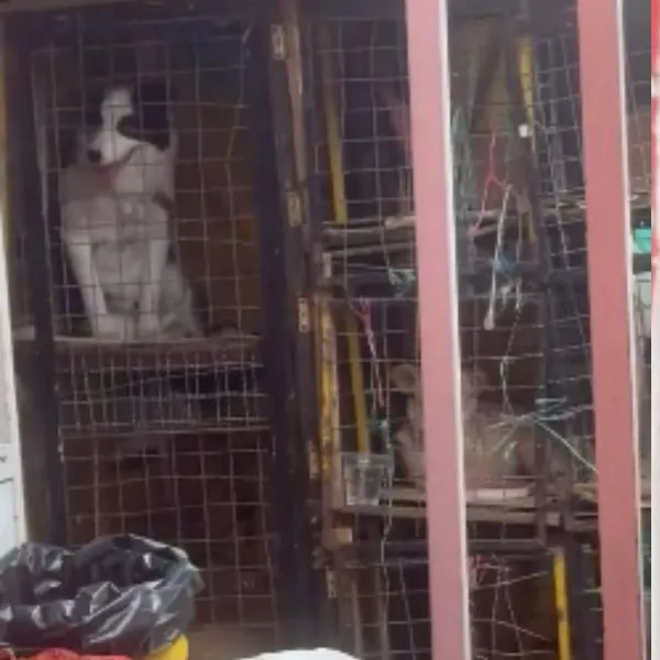Visitantes a Monserrate dejan a sus mascotas encerradas en jaulas: video