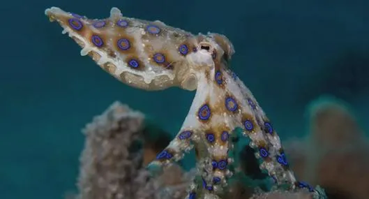 Turista fue mordido por peligroso pulpo en conocida playa: estuvo en coma