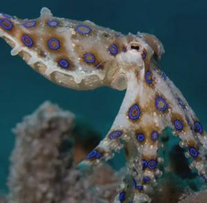 imagen nota inferior