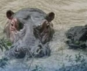 imagen nota inferior