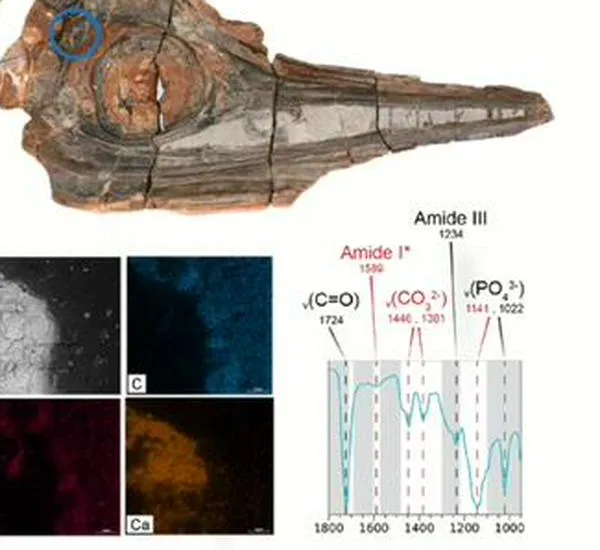 Hallan restos de piel en reptil marino que habitó Villa de Leyva hace 120 millones de años