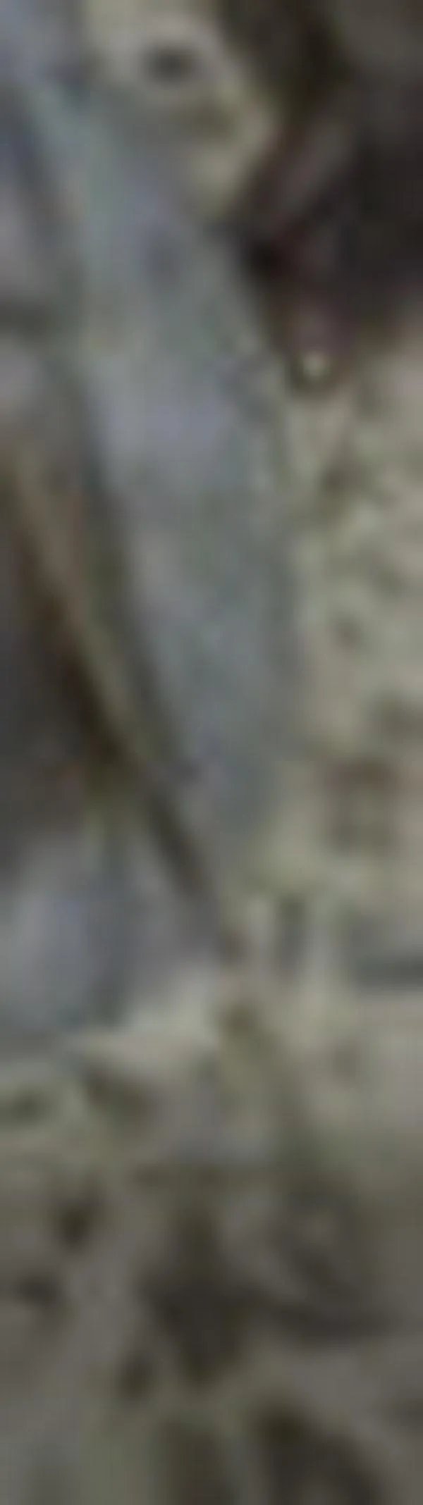 Veda del camarón irá hasta el 15 de marzo