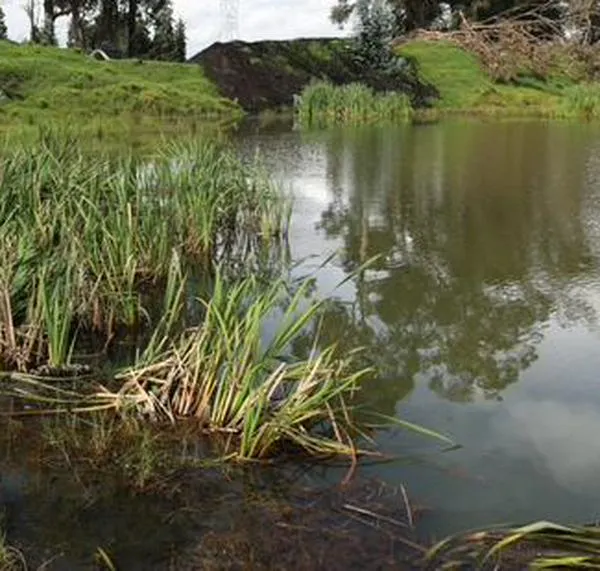 Suspenden empresa en Madrid por afectar eucaliptos y cuencas de agua con explotación minera