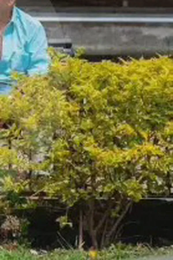 Así cambiarían las reglas de su ahorro pensional, tras la repatriación de $125 billones que planea el Gobierno