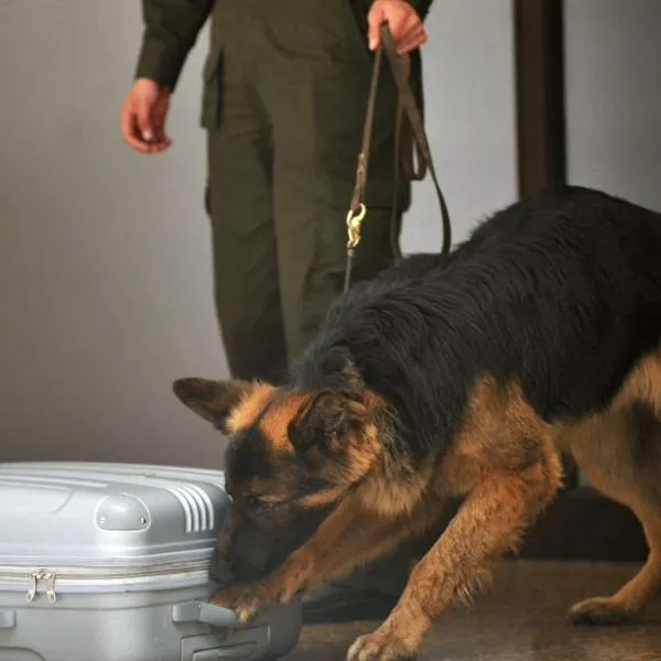 Empezó cambio en el uso de perros como celadores: vigilantes deberán hacer curso