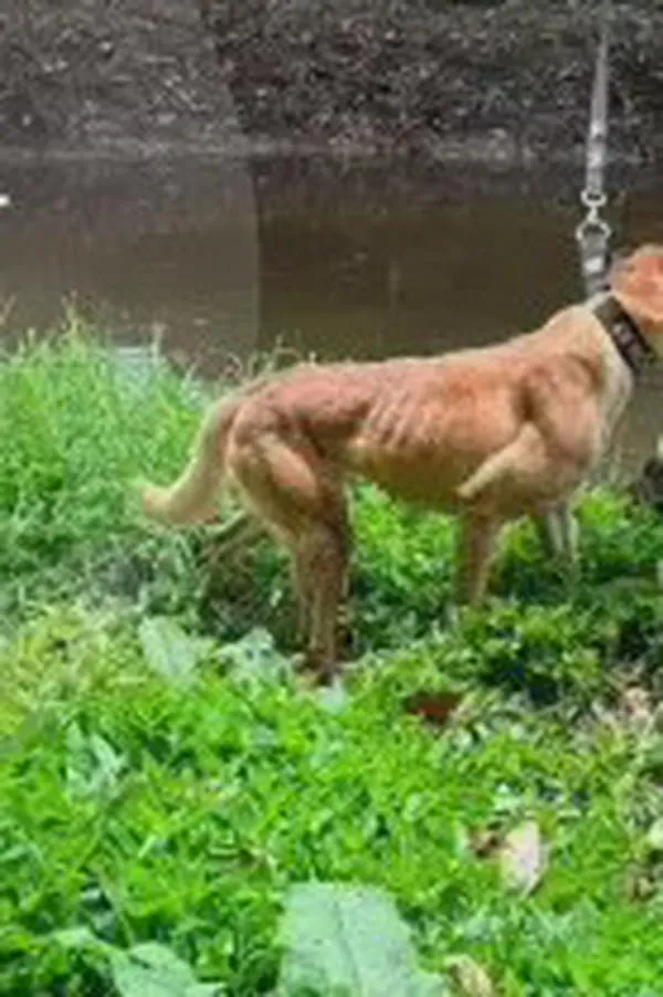 Defensa del colegio rechaza imputación a rectora por muerte de menor Valeria Afanador