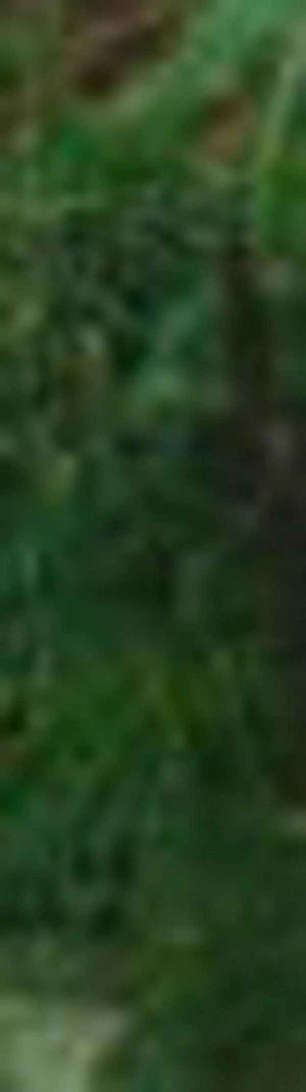 Derrumbe en vía Panamericana generó trancones