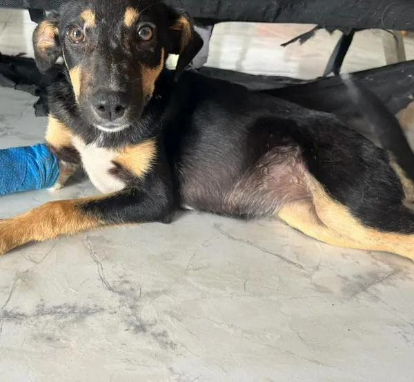 Kiara, la perrita resiliente que busca un hogar tras su recuperación en Manizales