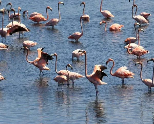 Aves de Colombia: 200 flamencos rosados vuelven a una ciénaga en Cartagena atraídos por descontaminación