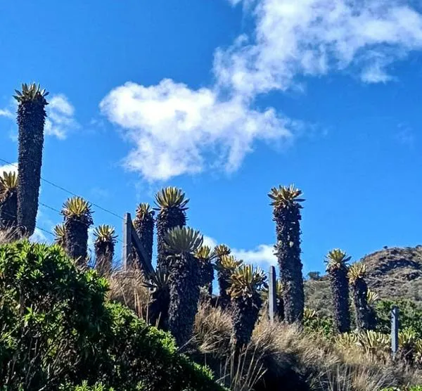 Manizales - Murillo, la vía más linda de Colombia: un recorrido encantador por el páramo