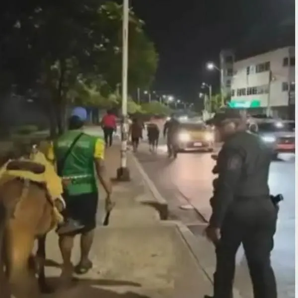 Maltrato animal en Cartagena: cinco caballos rescatados tras carreras ilegales