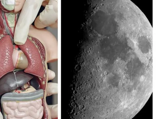 Misión Artemis II: Innovadora prueba con 'órganos en chips' para estudiar la salud en el espacio