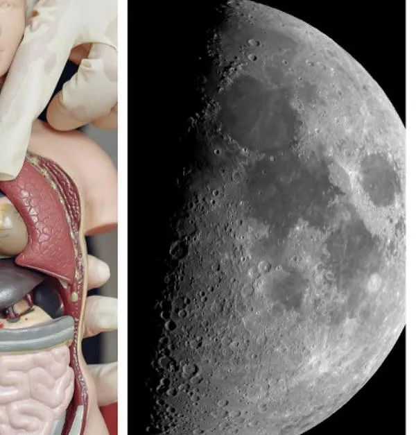 Misión Artemis II: Innovadora prueba con 'órganos en chips' para estudiar la salud en el espacio