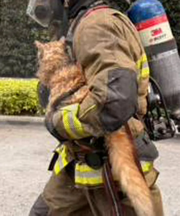 Se incendió un apartamento en Belén (Medellín) con tres gatos y un perro en su interior