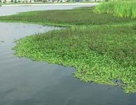 Rechazamos la instrumentalización política de los humedales: Adriana Soto, secretaria de Ambiente 