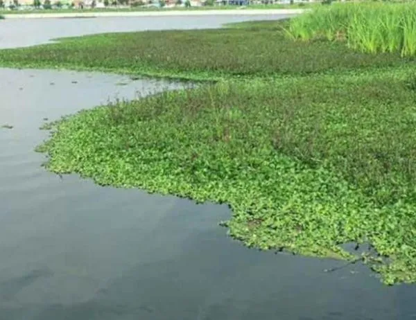 Rechazamos la instrumentalización política de los humedales: Adriana Soto, secretaria de Ambiente 