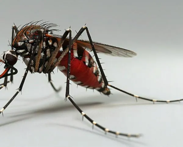 Dengue: lo que debe saber sobre el mosquito Aedes aegypti en Caldas y sus riesgos