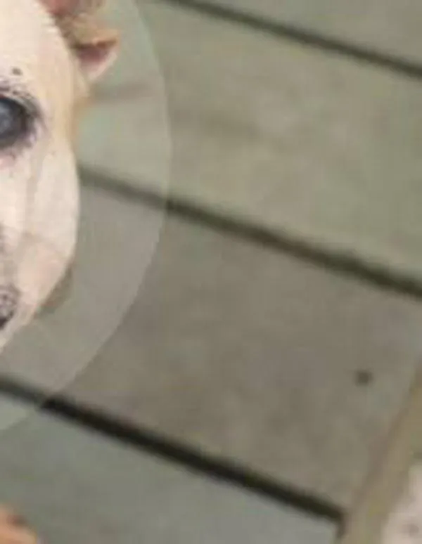 También buscan un hogar: 349 animales “viejitos” de La Perla en Medellín aguardan por una familia 