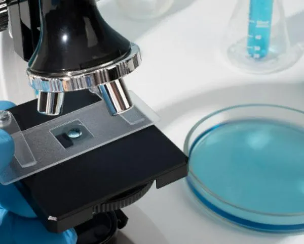 En una capital del país descubren genoma que revela la presencia de sífilis en América hace 5 mil 500 años