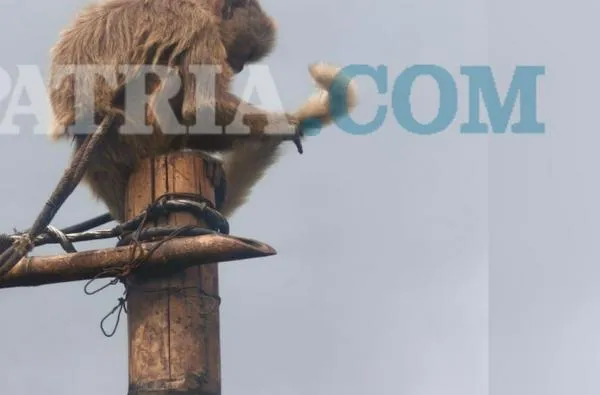 Video: mono capuchino atado durante tres años, el rostro del maltrato a la fauna silvestre en Caldas