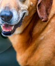 Samantha y más de trescientos “perritos viejos” esperan pasar sus últimos años con una familia