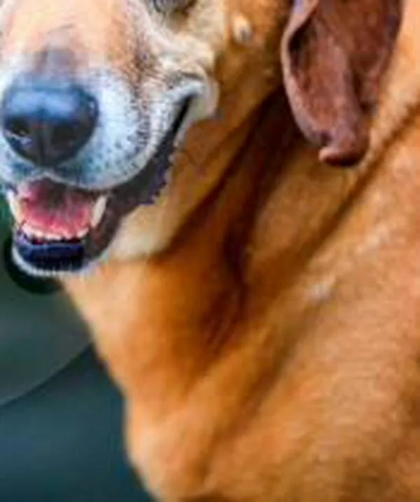 Samantha y más de trescientos “perritos viejos” esperan pasar sus últimos años con una familia