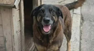 Indignación por muerte de un perrito a mano de adolescentes: familia habría intentado encubrirlos