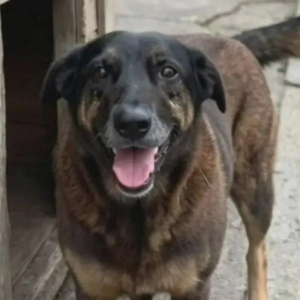 Indignación por muerte de un perrito a mano de adolescentes: familia habría intentado encubrirlos