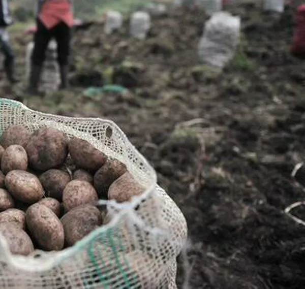 ¿Por qué las papas no se deben guardar en la nevera?