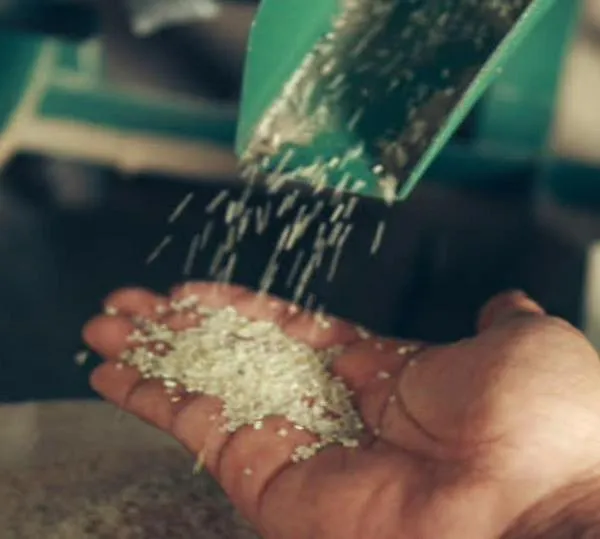 Sector arrocero bajo revisión: autoridades verifican obligaciones tributarias y fitosanitarias