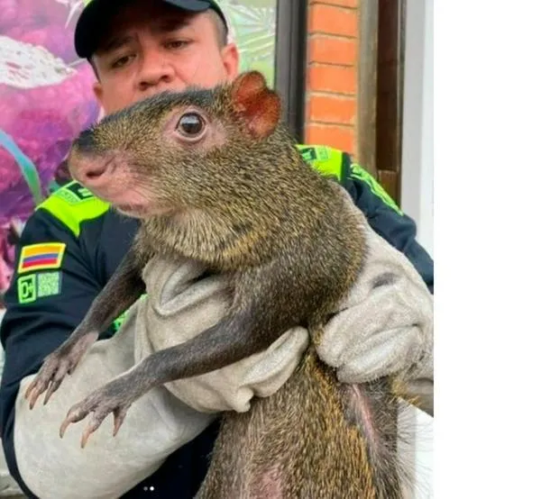 Capturan a hombre por intentar vender un guatín: primer caso de tráfico de fauna en Caldas en el 2026